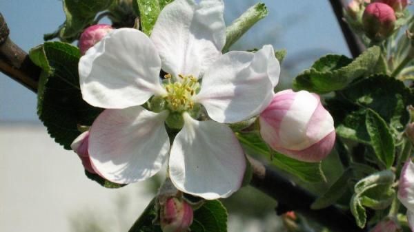 Malus asiatica poesi Perleeple