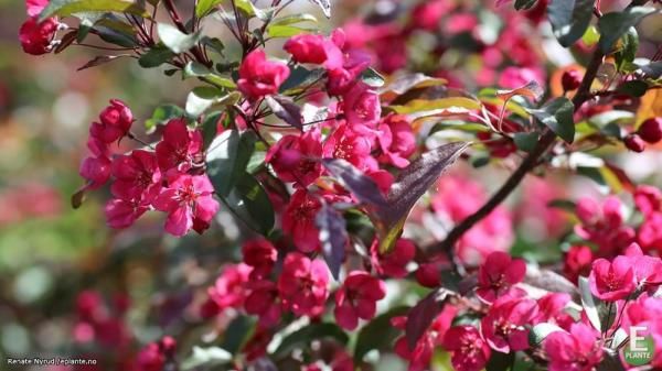 Malus purpurea Mari Prydeple