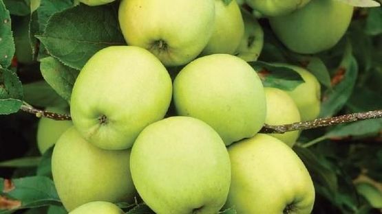 Klynge av grønne epler på Malus domestica 'Transparente Blanche' epletre