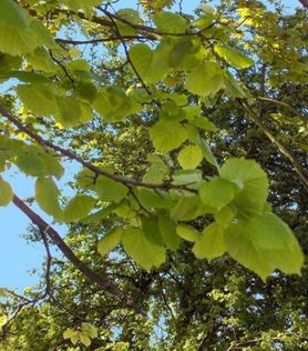 Nærbilde av blader på Tila platyphyllos ‘Ørebro’ Storbladlind