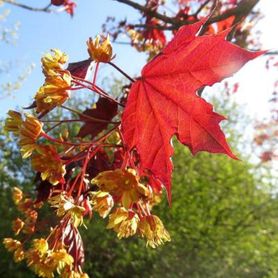 Acer platanoides Rødbladet Spisslønn