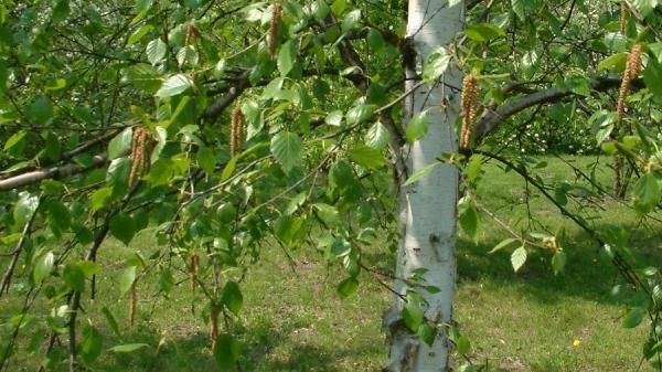 Stamme og grønne blader på Betula utilis var. Jaquemontii Himalayabjørk