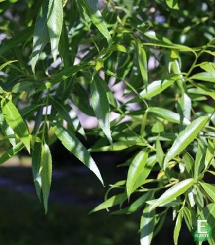 Salix Skjørpil ‘Bullata’ E