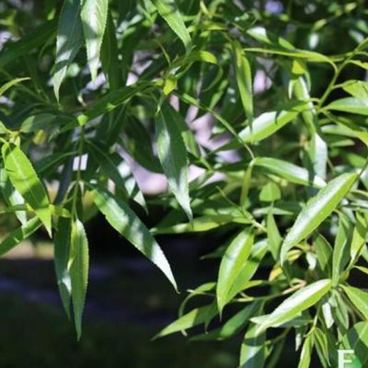 Salix Skjørpil ‘Bullata’ E