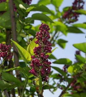 Purpurrøde syriner på Syringa vulgaris ‘Charles Joly’ Duftsyrin