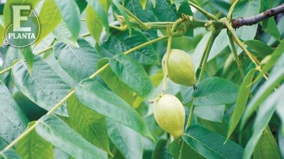 Juglans cinerea Smørvalnøtt