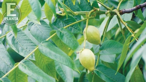 Juglans cinerea Smørvalnøtt