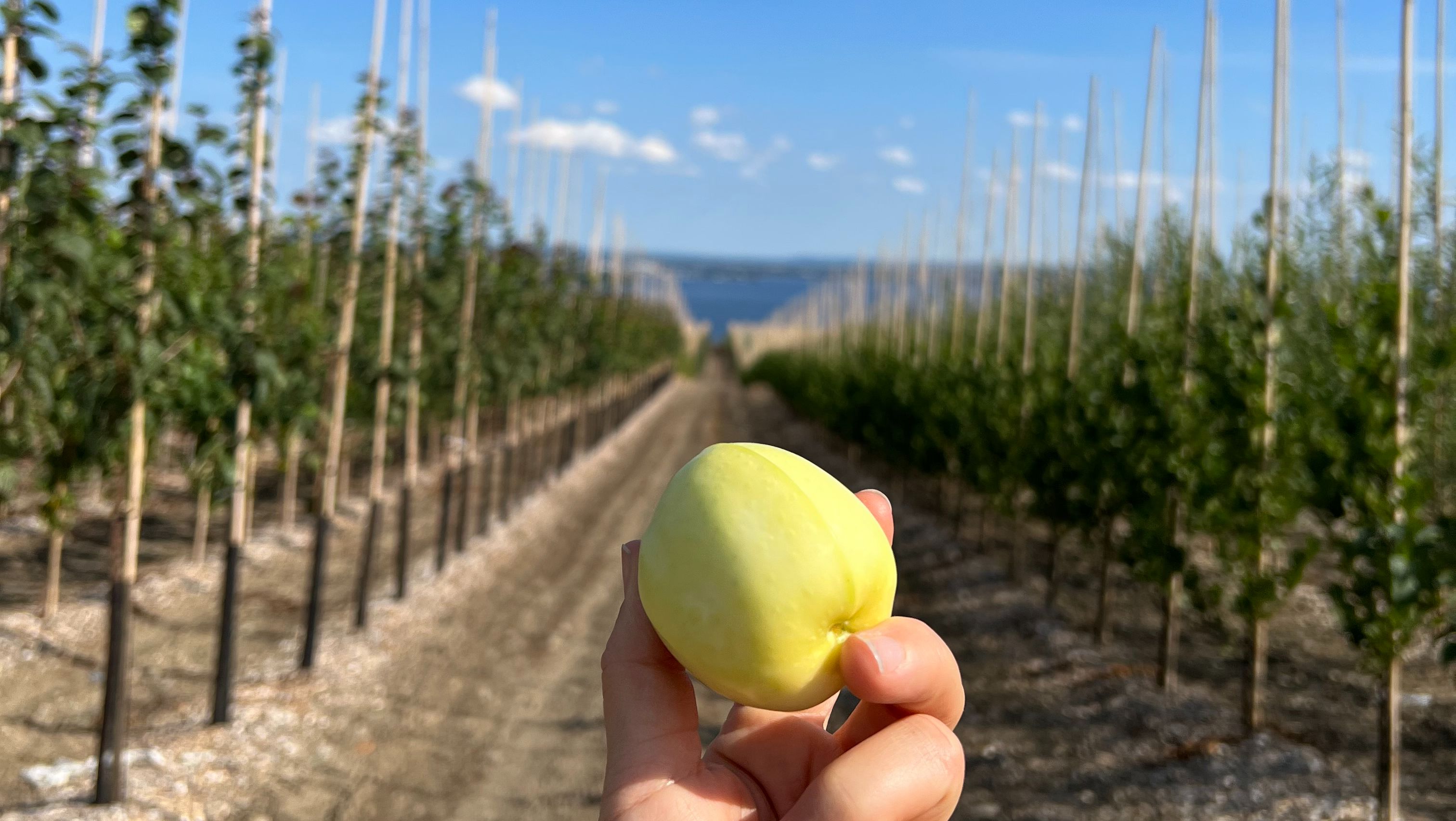 Grønt eple, Malus domestica 'Transparente Blanche' epletre