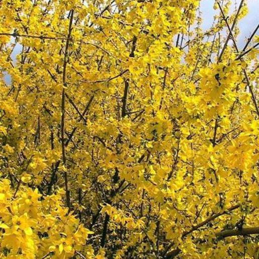 Gullbusk Forsythia mandschurica