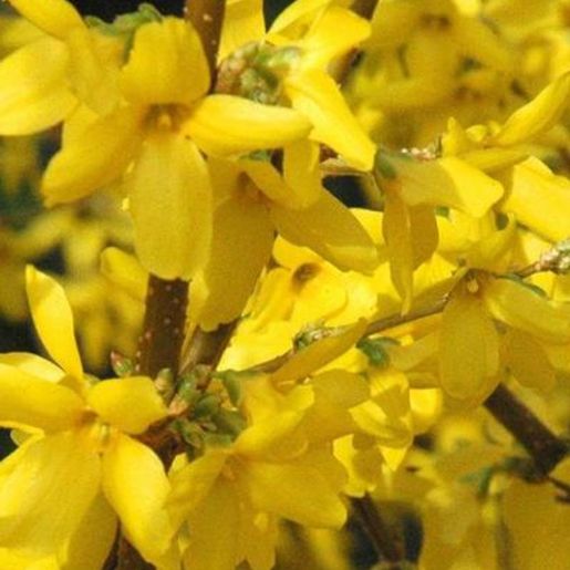 Gullbusk Forsythia mandschurica