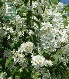 Prunus padus hegg