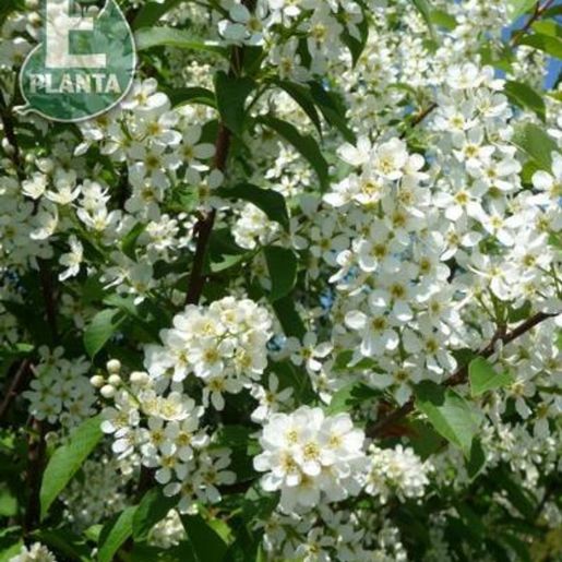 Prunus padus hegg