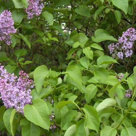 Fiolette syriner på Syringa vulgaris Duftsyrin