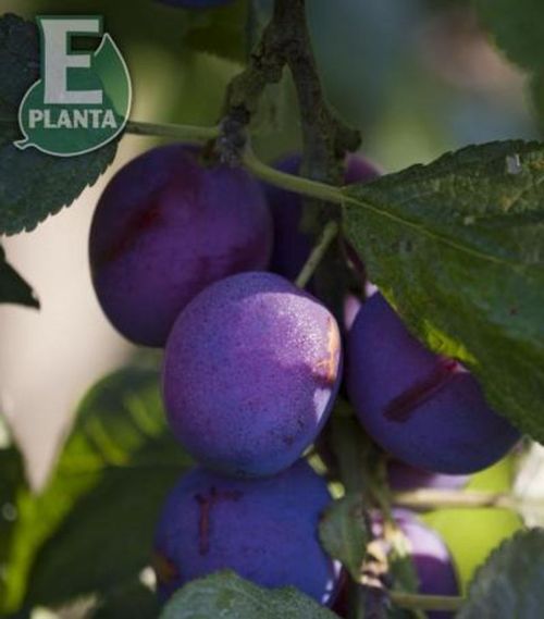Klase med plommer på gren på Prunus domestica 'Jubileum' plommetre