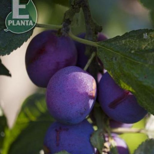 Klase med plommer på gren på Prunus domestica 'Jubileum' plommetre