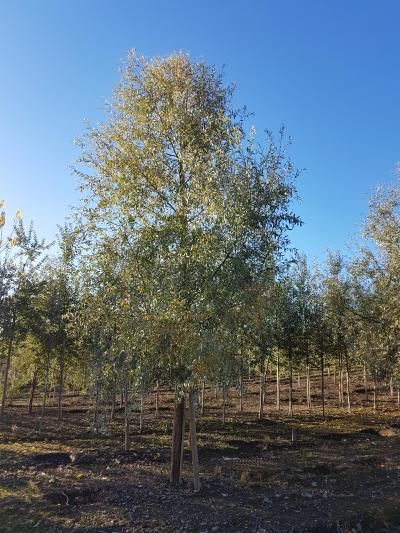 Salix alba Sericea Falun Hvitpil