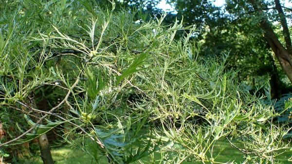 Alnus incana ’Lacinata’ Fliketbladet Gråor