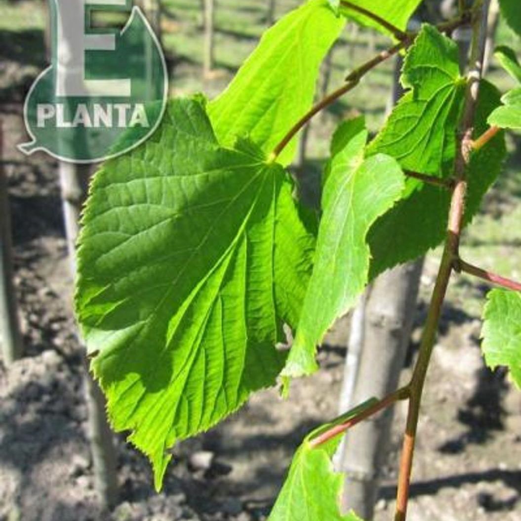 Grønne blader på Tila europaea KRISTINA® E Parklind