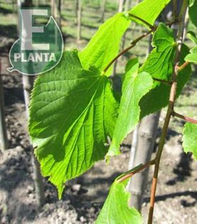 Grønne blader på Tila europaea KRISTINA® E Parklind