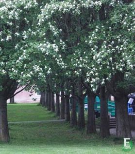 Sorbus intermedia Horten Svenskasal
