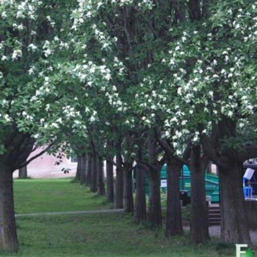 Sorbus intermedia Horten Svenskasal
