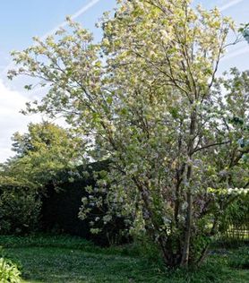 Prunus serrulata ‘Amanogawa’ Japankirsebærtre med blomster i hage