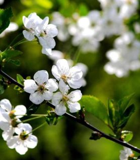 Skudd til surkirsebær på Prunus cerasus 'Fanal' surkirsebærtre