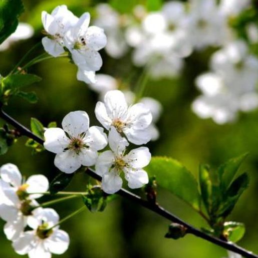 Skudd til surkirsebær på Prunus cerasus 'Fanal' surkirsebærtre
