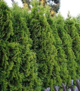 Tett hekk med Thuja occidentalis ‘Smaragd’