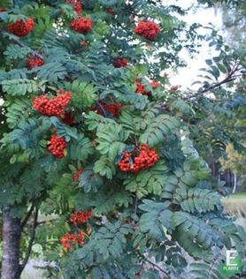 Sorbus Villrogn