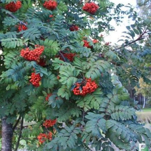 Sorbus Villrogn