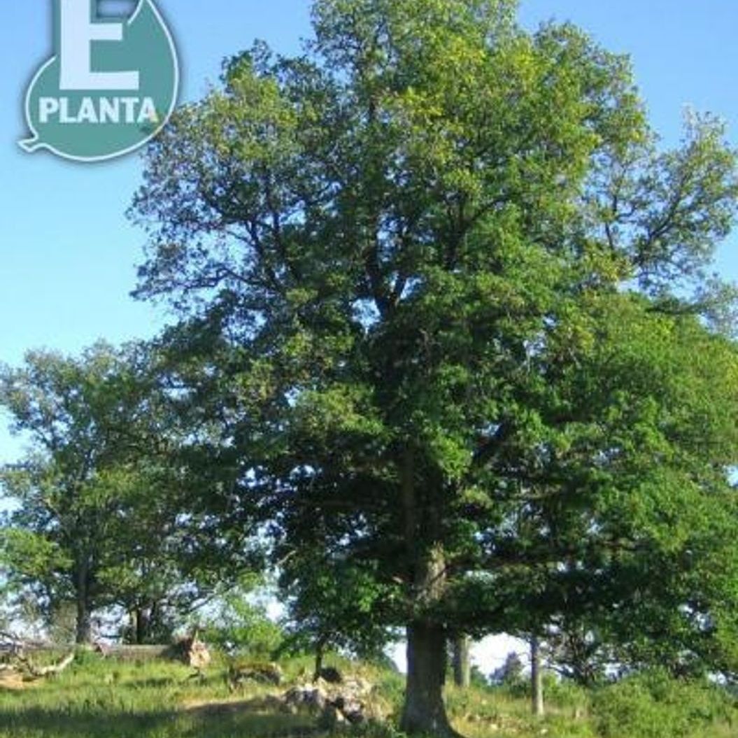 Quercus robur sommereik