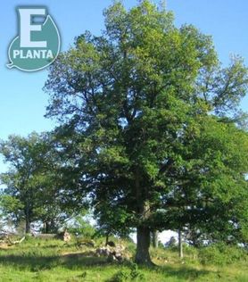 Quercus robur sommereik