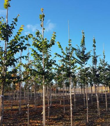 Ulmus Lutece alm plantet på rekker på Mellbyes planteskole