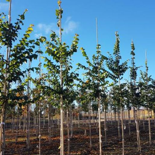 Ulmus Lutece alm plantet på rekker på Mellbyes planteskole