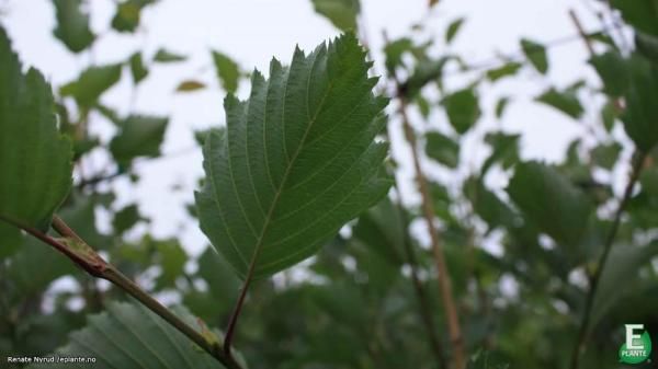 Alnus incana fk Sauherad Gråor 