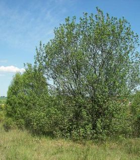 Salix caprea Selje med bred grønn krone 