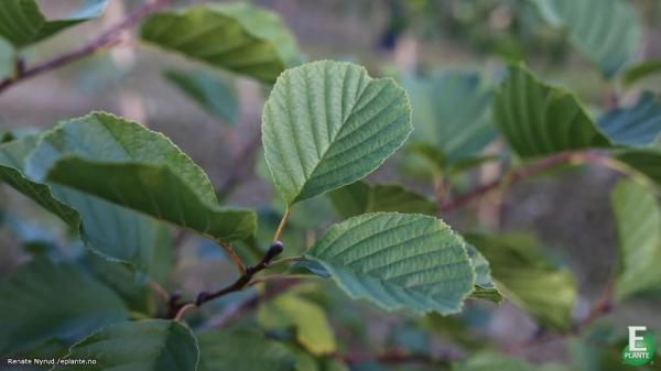 Alnus glutinosa 