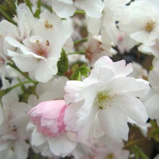Japankirsebær Amanogawa
