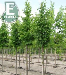 Tila cordata LINN® E Småbladlind plantet på rekke på Mellbyes planteskole