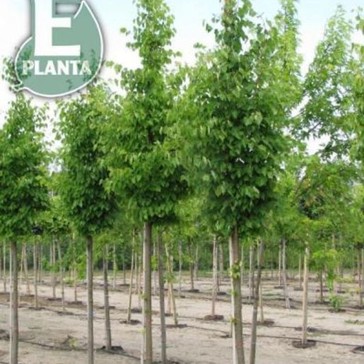Tila cordata LINN® E Småbladlind plantet på rekke på Mellbyes planteskole
