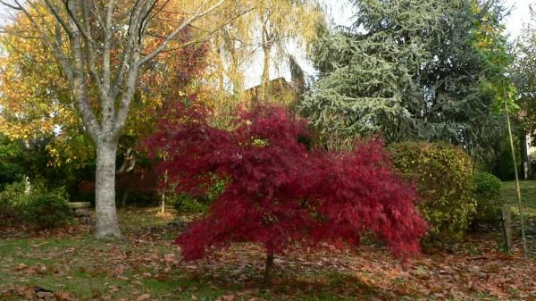 Acer palmatum Atropurpureum Viftelønn