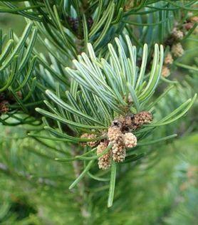 Gren med nåler og kongler på Abies sibirica Sibiredelgran