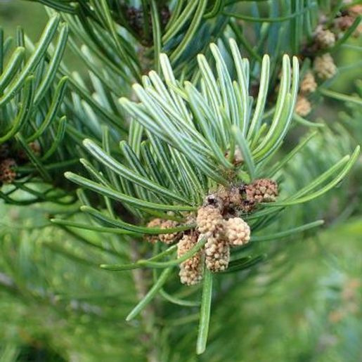 Gren med nåler og kongler på Abies sibirica Sibiredelgran