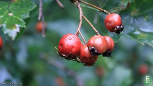 Crataegus intricata fk Fåberg E Amerikahagtorn