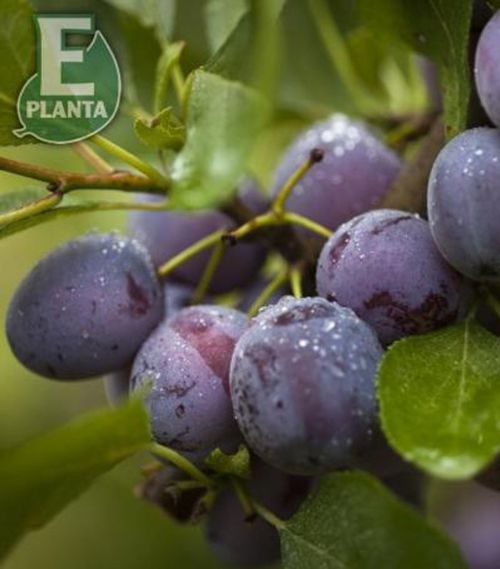 Modne plommer på gren på Prunus domestica 'Opal' E plommetre