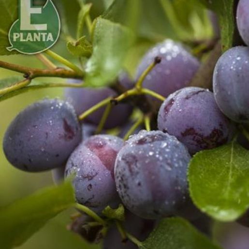 Modne plommer på gren på Prunus domestica 'Opal' E plommetre