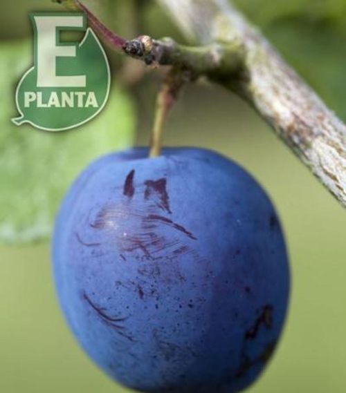 Moden blå plomme på E-plant Prunus domestica 'Herman' plommetre