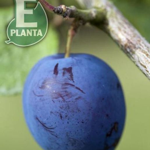 Moden blå plomme på E-plant Prunus domestica 'Herman' plommetre