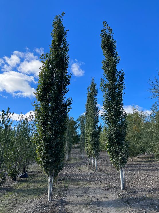 Populus tremula ‘Erecta’ søyleosp